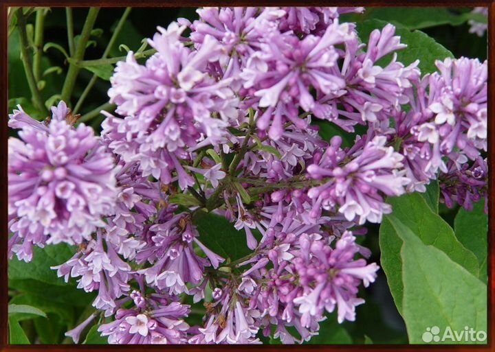 Венгерская сирень, обыкновенная и др кустарники