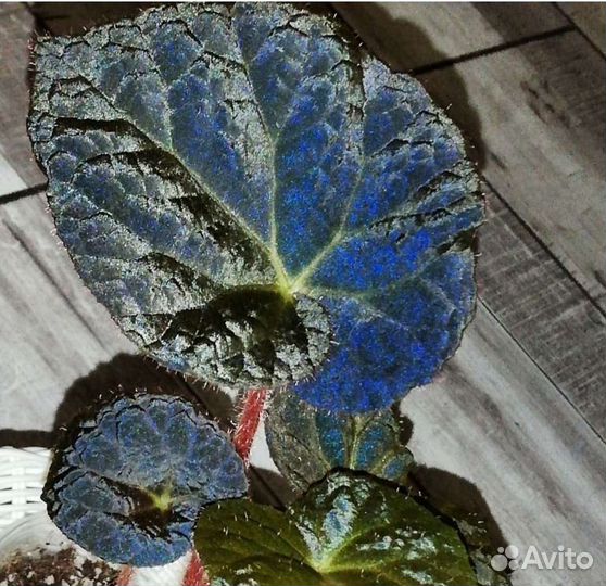 Бегония Begonia Xanthina Hook var Lazuli