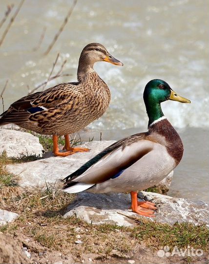 Дикие утки дичь