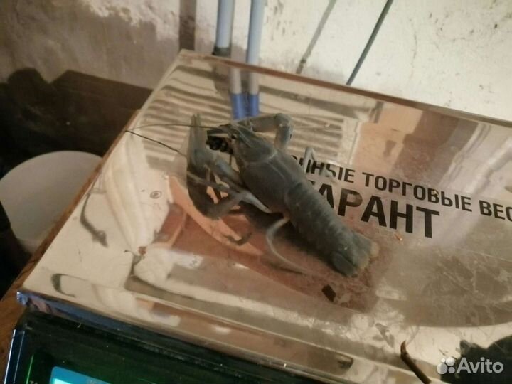 Живые раки оптом