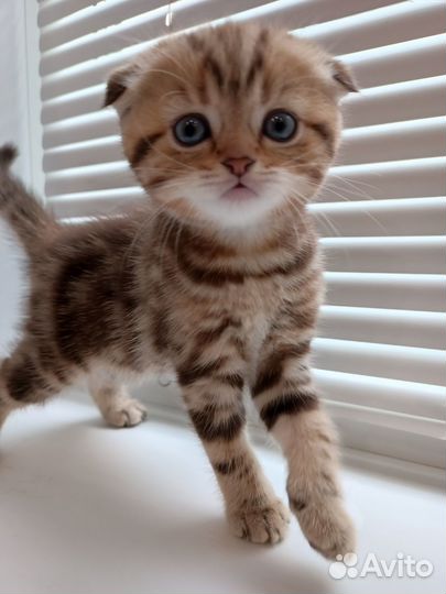 Шотландские вислоухие котята