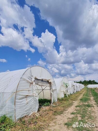 Саженцы клубники