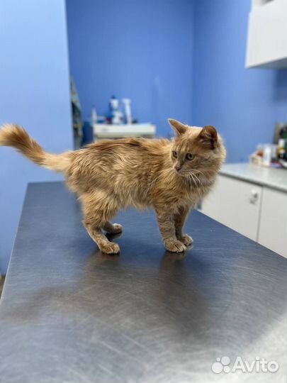 Рыжий котик хатико в добрые руки