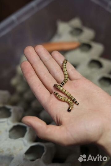 Корм для рептилий. Сверчки, зоофобус, мучной червь