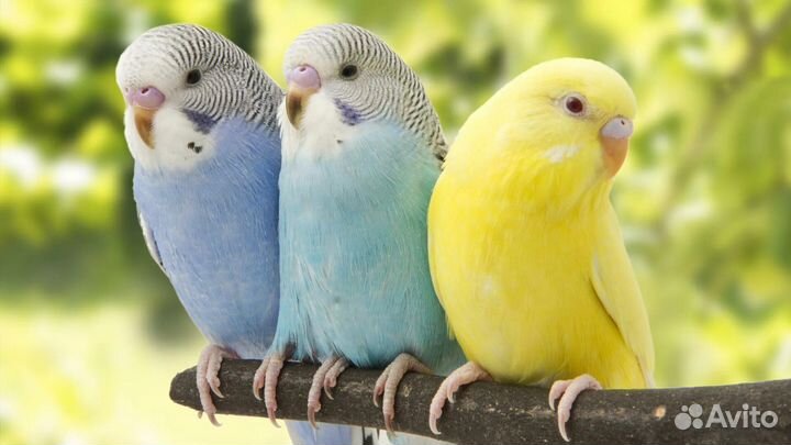 Волнистый попугай, Корелла, Неразлучники какарик