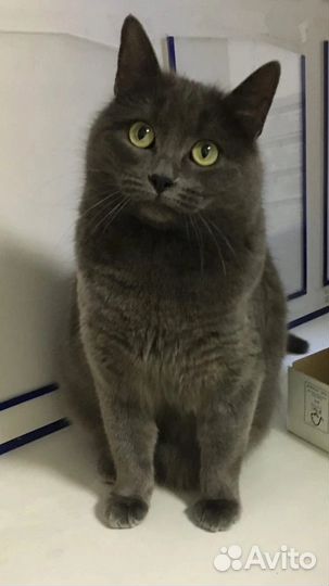 Кошка в добрые руки