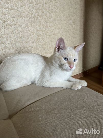 Кот тайский ред поинт вязка