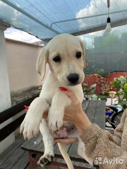 Щенки лабрадора