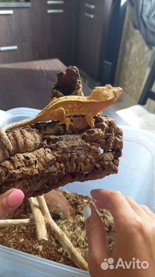 Геккон бананоед