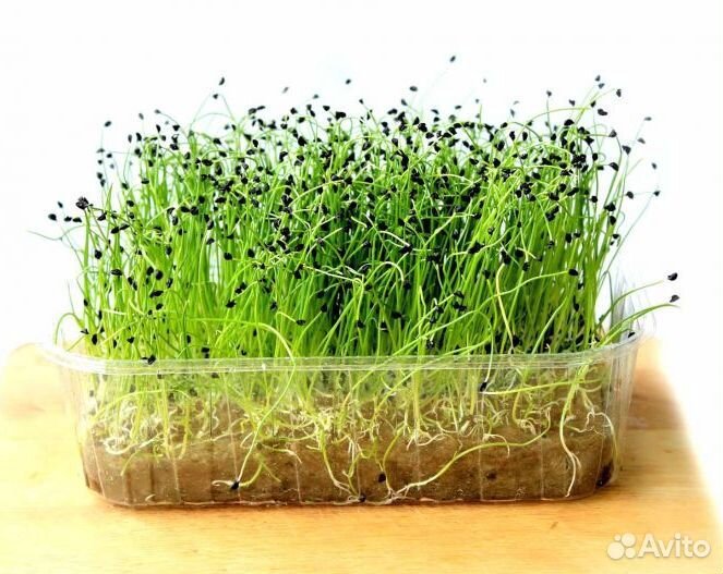Семена для микрозелени