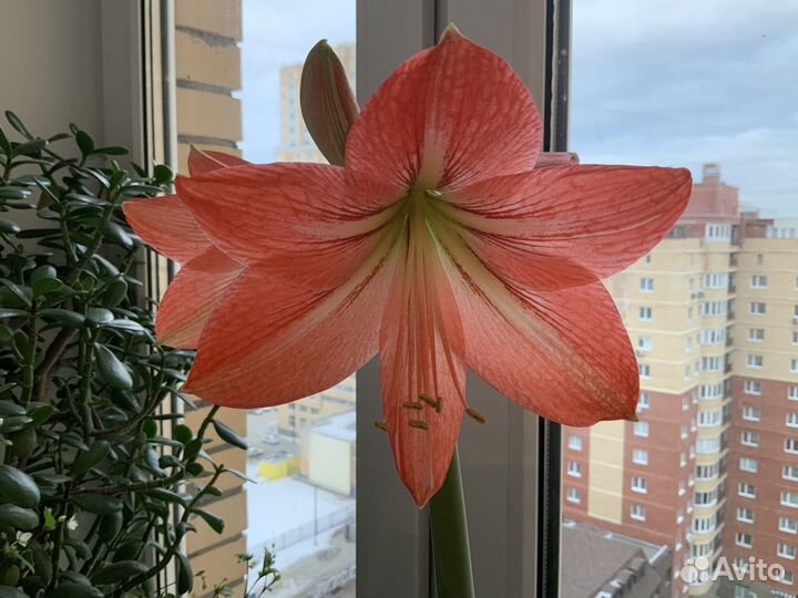 Гиппеаструм амариллис луковицы