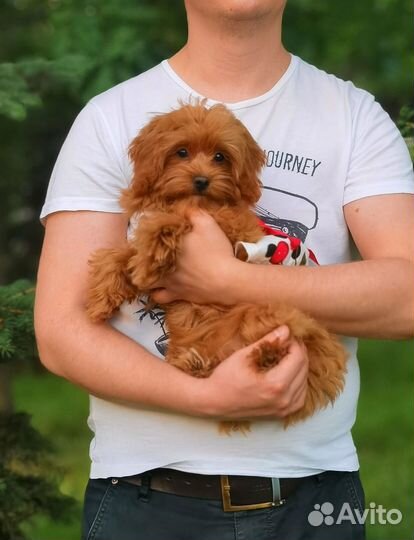 Машуня мальтипу f1