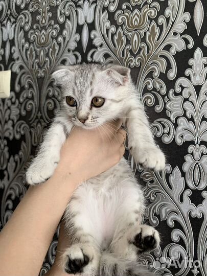 Котята в добрые руки бесплатно