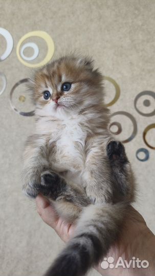 Шотландские золотые