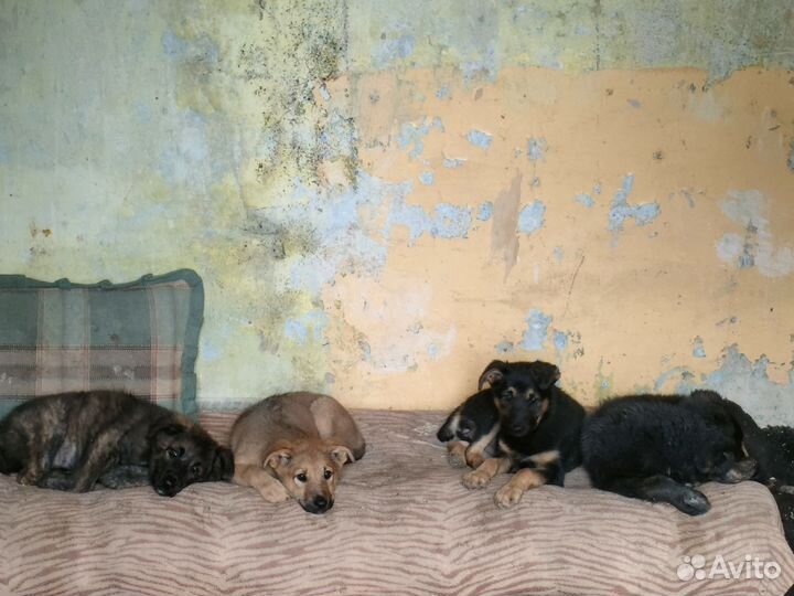 Щенята ищут дом