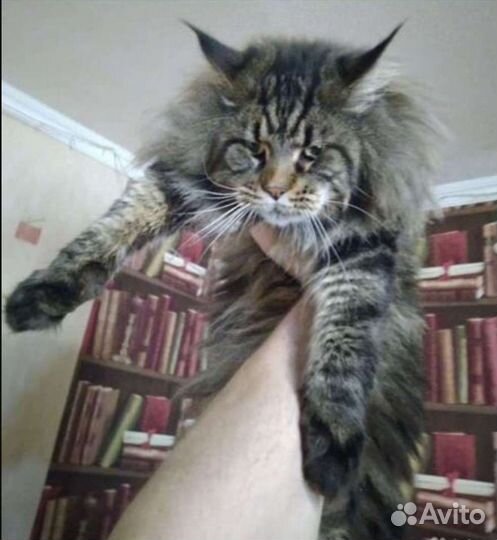 Кот мейн-кун