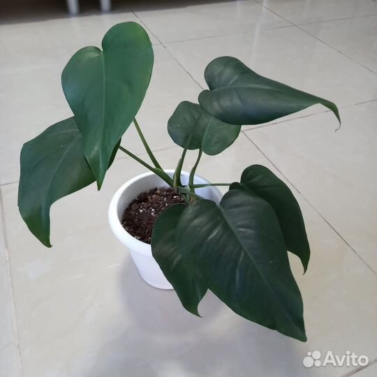 Монстера Адансона вар/Минт/Тайское Созвездие/Альба