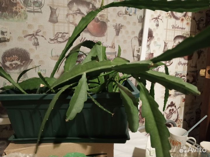 Калл, эпифиллум