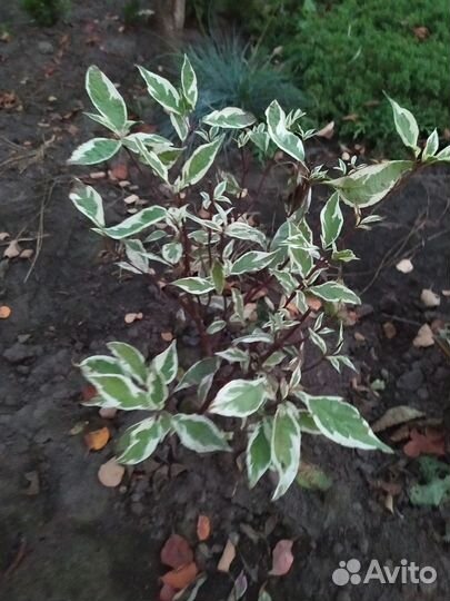 Декор кустарники - мискантус, спирея,дёрен Айвори