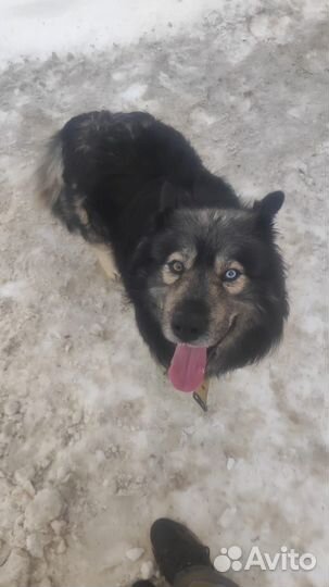 Собака в добрые руки отдам бесплатно