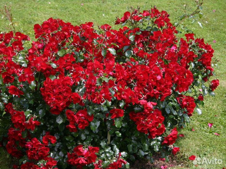 Почвопокровник роза