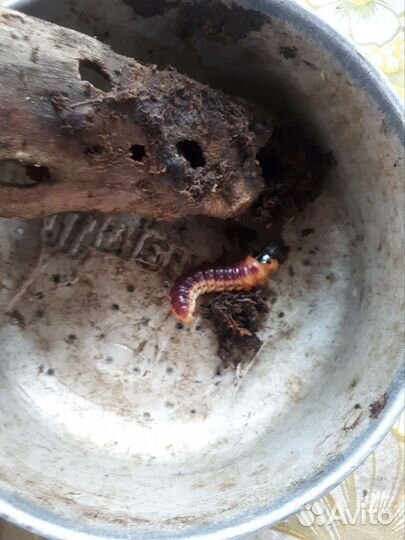 Короед для ловли сома