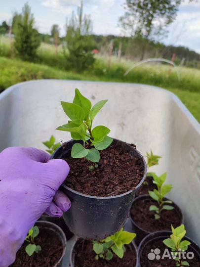 Саженцы сортовой сирени