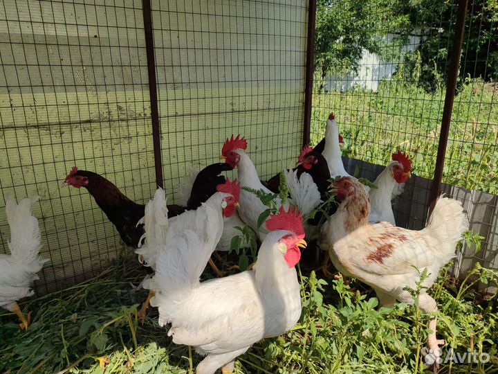 Петушки 4 месячные