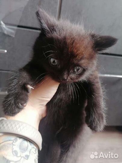 Британские котята
