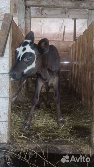 Некрупная тёлочка Джерси 75 процентов