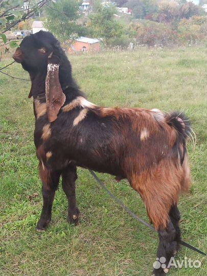 Козел для вязки