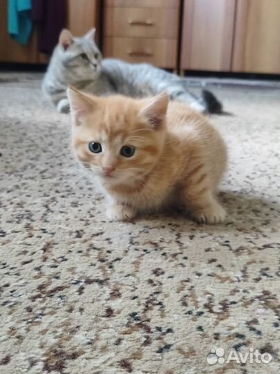 Котята в добрые руки бесплатно