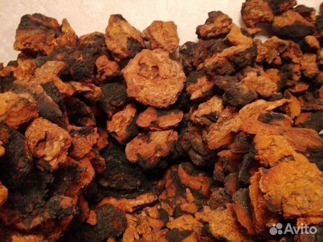 Березовый гриб чага