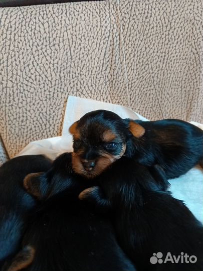Йоркширский терьер мини щеночки