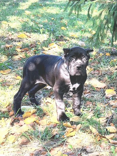 Малыши- девицы