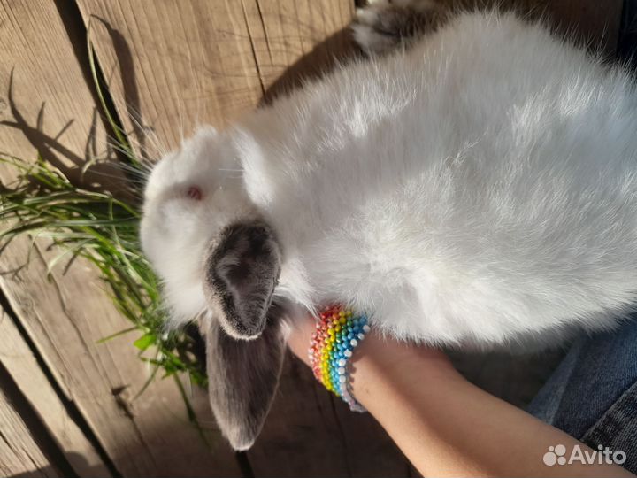 Декоративные кролики