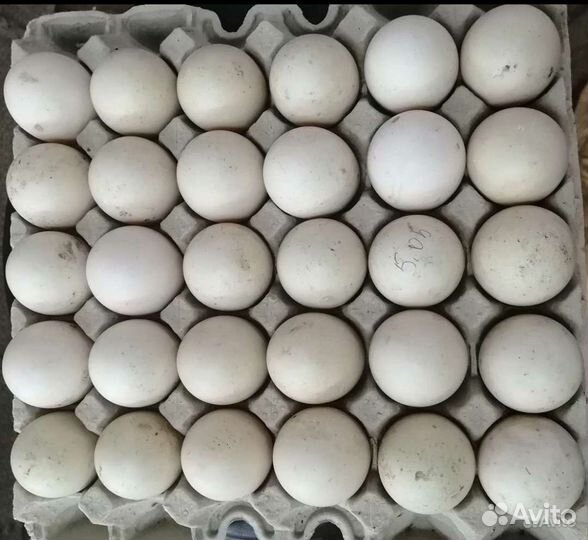 Индоутка Инкубационное яйцо