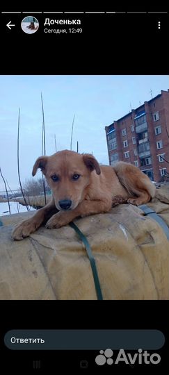 Отдам в добрые руки щенка