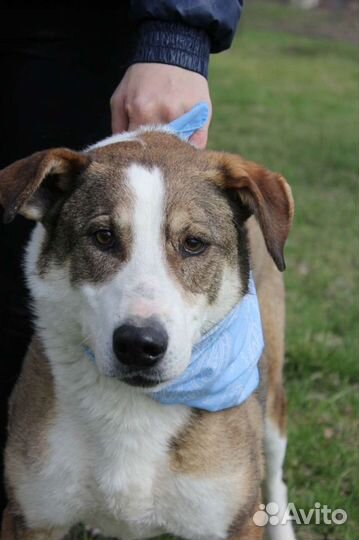 Собака-мечта, хоть и без породы