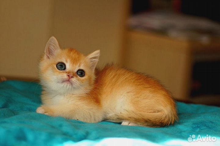 Каспер- солнечный малыш