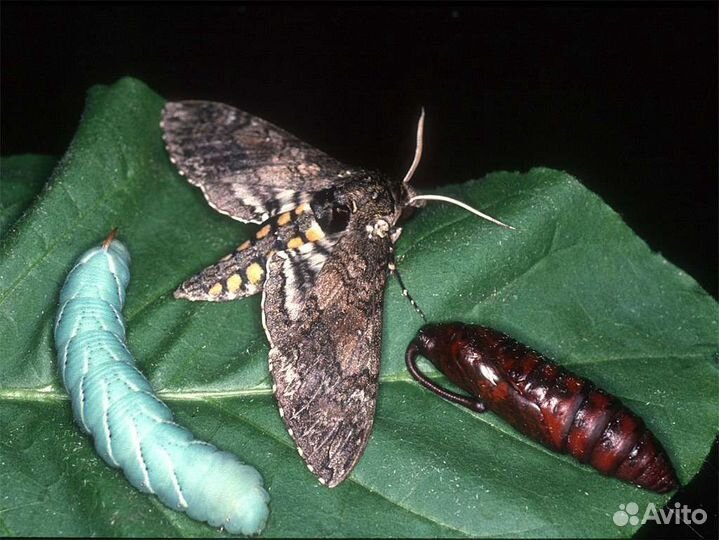 Сверчки, тараканы, зофобас и др