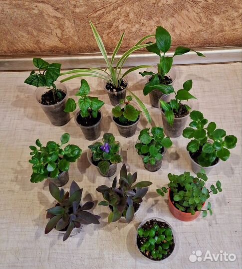 Комнатные растишки