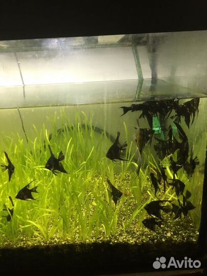 Аквариумное растение,рыбки.По договорной