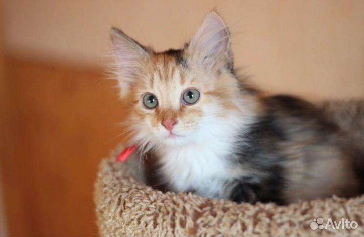 Трехцветочка и рыжий котенок в дар