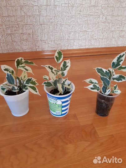 Фикусы, бальзамин, хавортия