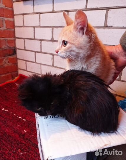 Кошечка малышка