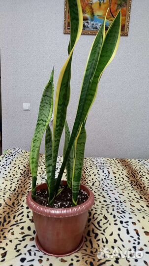 Сансевиерия