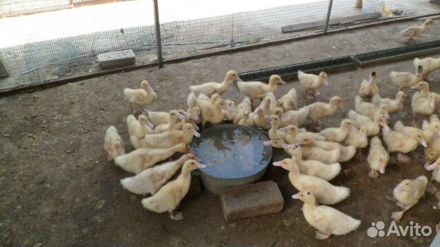 Муларды, 4 недели,утята и другая птица