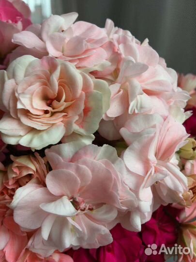 Ириол Акира