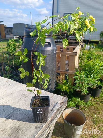 Хвойные, хосты, розы, многолетники, плодовые и др